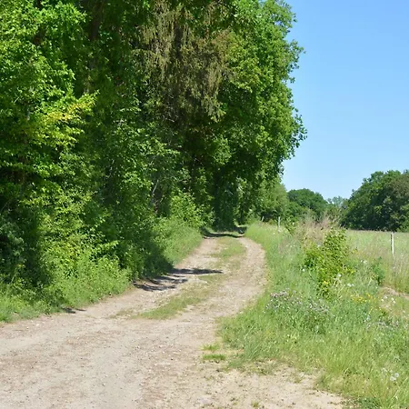 Peaceful Forest In Gesves *